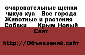 очаровательные щенки чихуа-хуа - Все города Животные и растения » Собаки   . Крым,Новый Свет